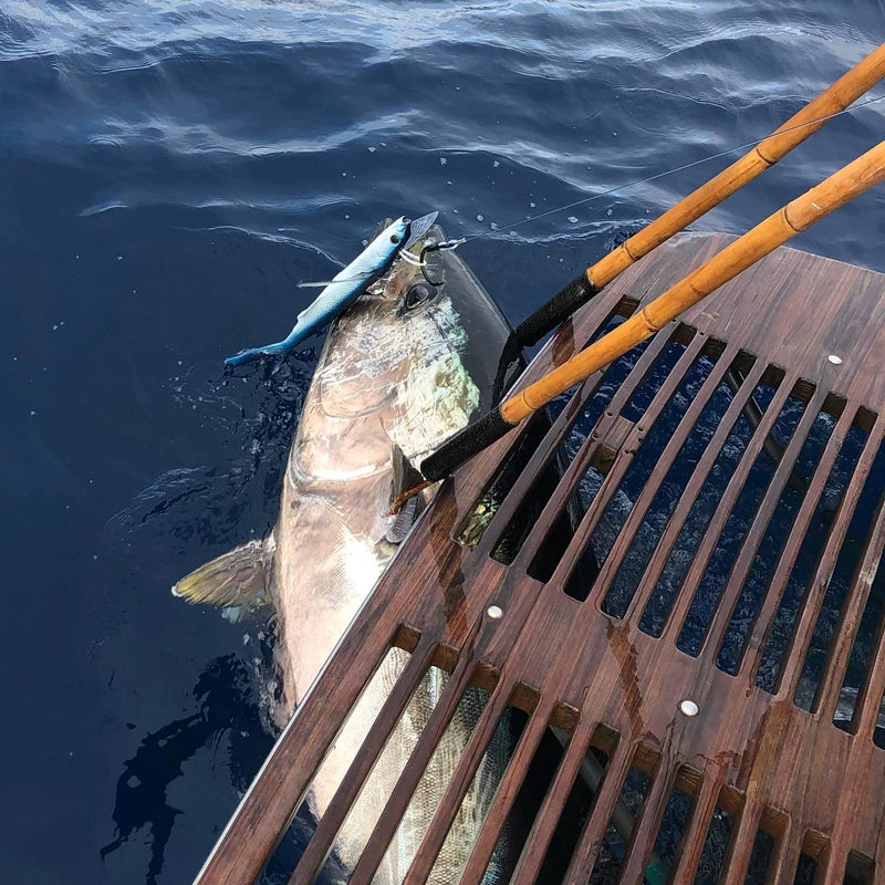 Bluefin Tuna