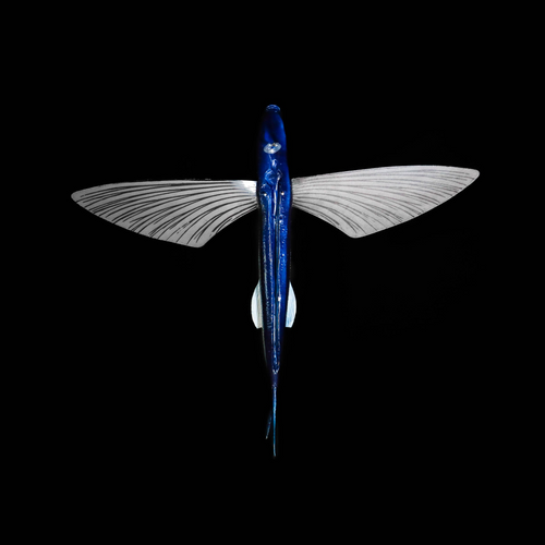 SeaMonster Flying Fish lure – close-up detail