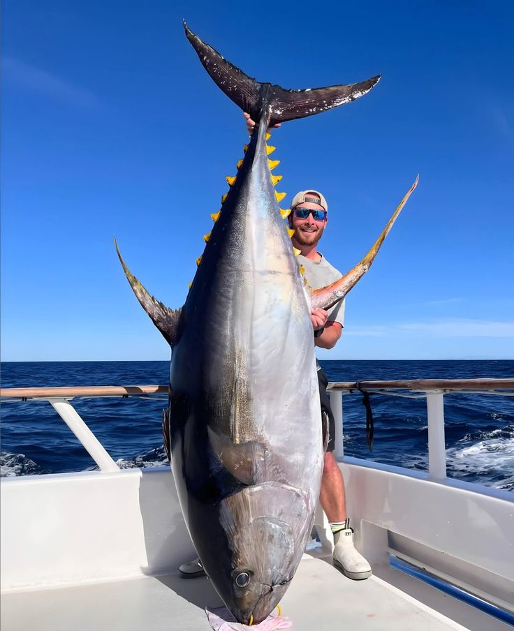 Yellowfin Tuna