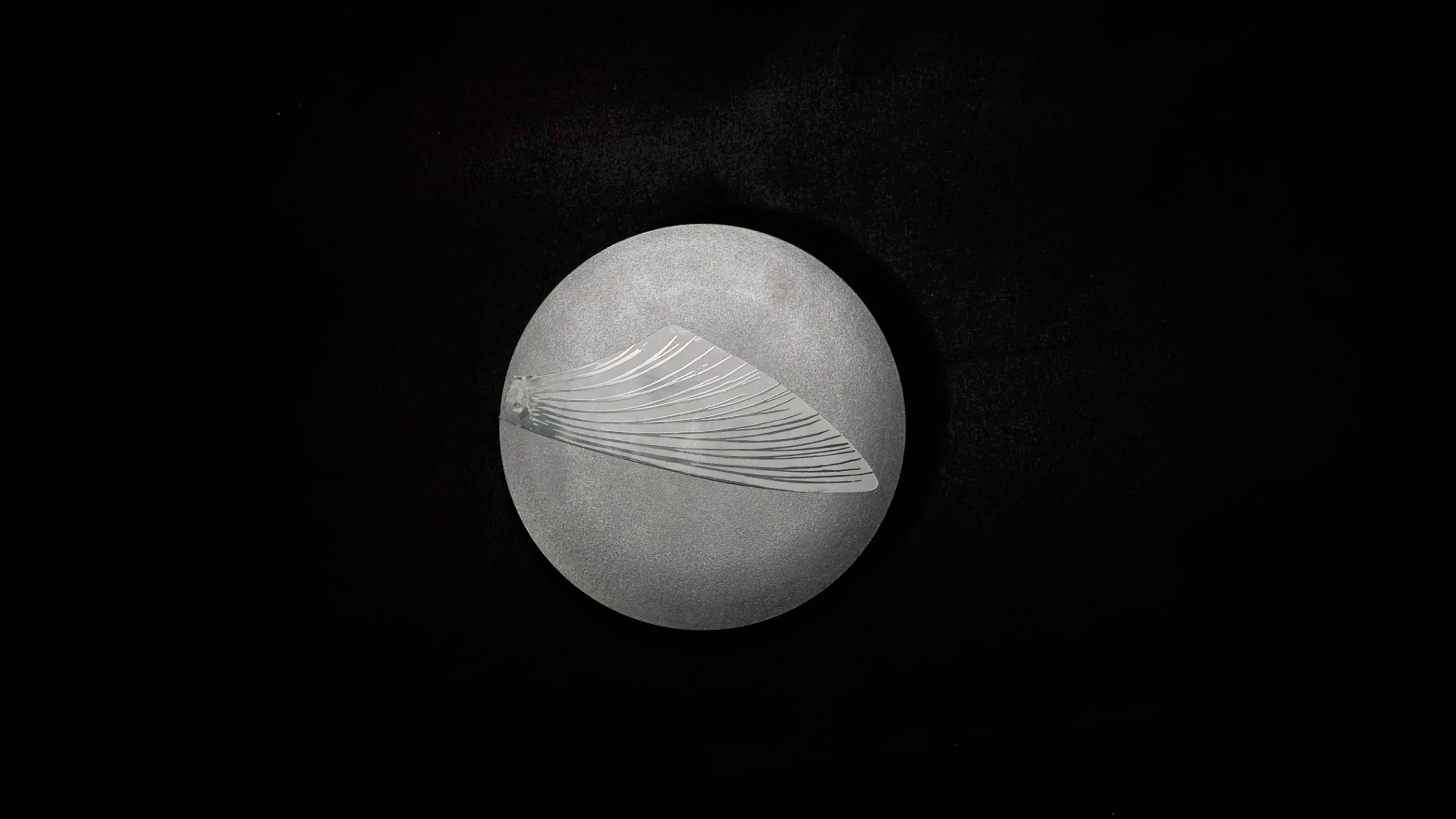SeaMonster replacement wings – detail view